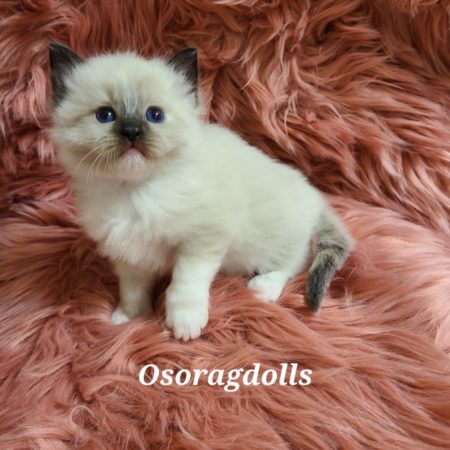 Ragdoll kitten