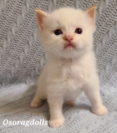 Ragdoll kitten