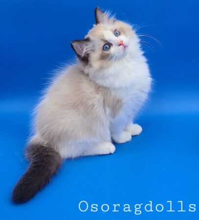 Ragdoll kitten