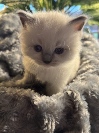 Ragdoll kitten