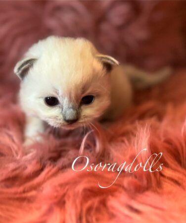 Ragdoll kitten blue point mitted