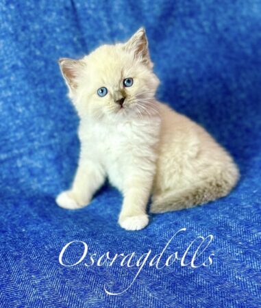 Ragdoll kitten Blue Point Mitted