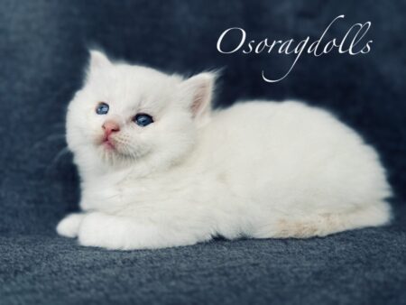 Red Lynx Bicolor Ragdoll kitten