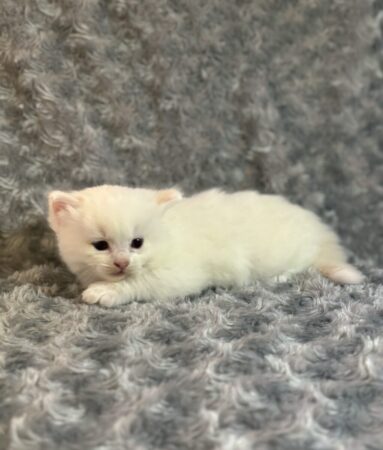Ragdoll kitten