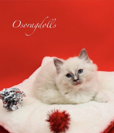 Ragdoll kitten