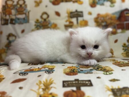 Ragdoll kitten