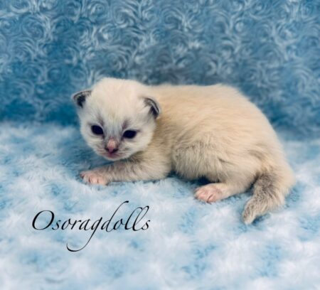 Ragdoll kitten