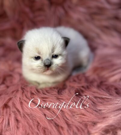 Ragdoll kitten Seal Point Mitted