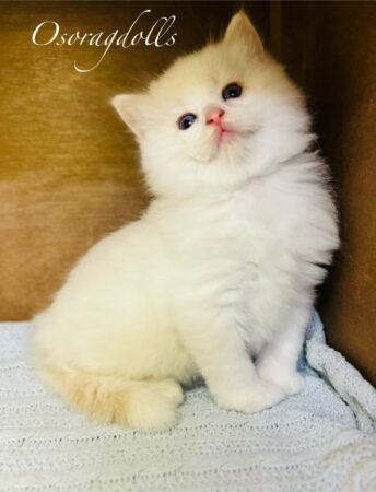 Ragdoll kitten