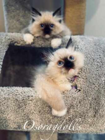 Ragdoll kittens
