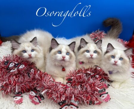 Ragdoll kittens