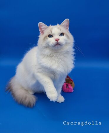 Ragdoll kitten cat