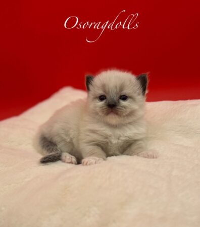Ragdoll kitten