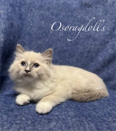 Ragdoll kitten