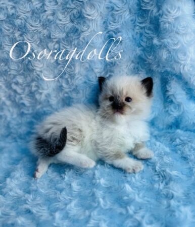 Ragdoll kitten