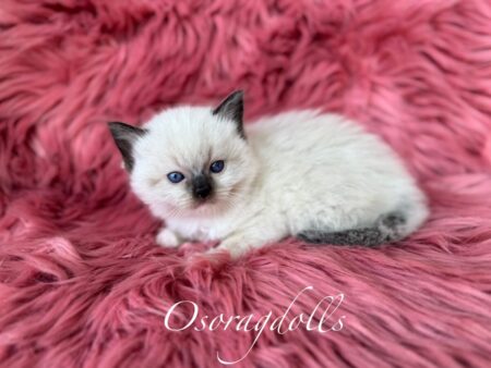 Ragdoll kitten