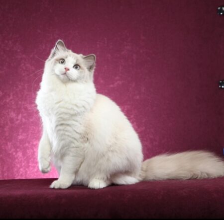 Ellie Mae, Ragdoll Cat