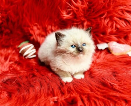 Ragdoll kitten