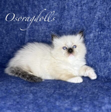 Ragdoll kitten