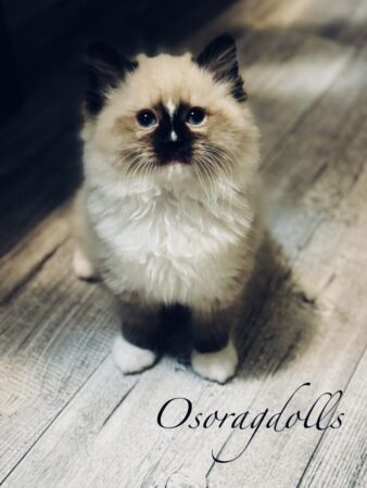 Ragdoll kitten