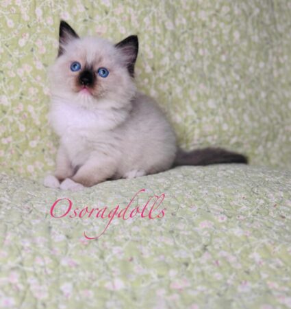 Ragdoll kitten