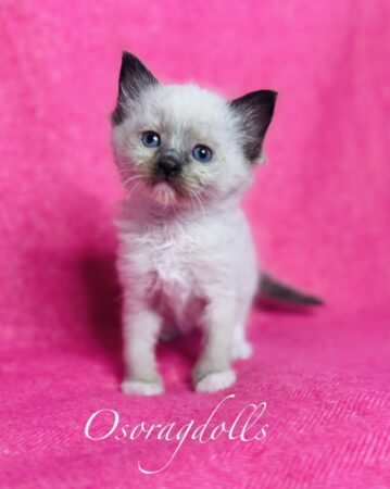Ragdoll kitten available