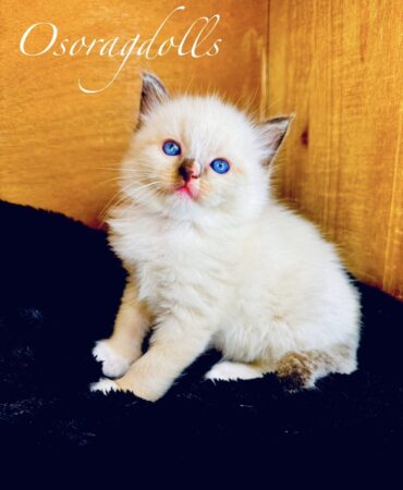 Ragdoll kitten