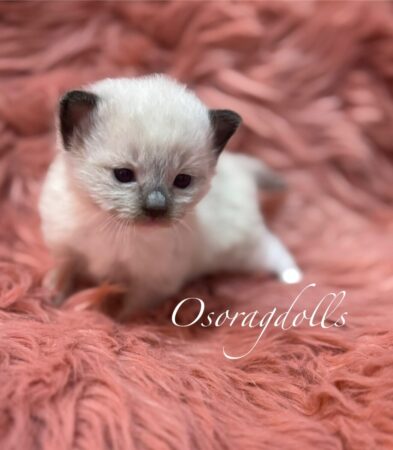 Ragdoll kitten