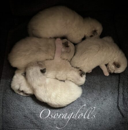 Ragdoll kittens