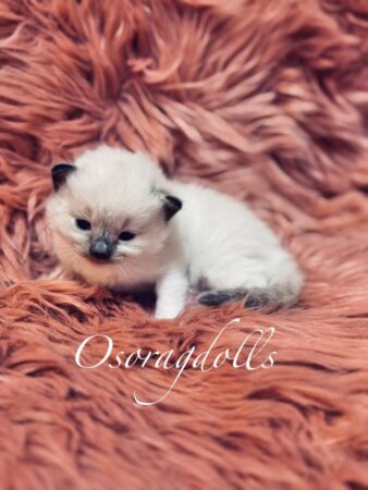 Ragdoll kitten