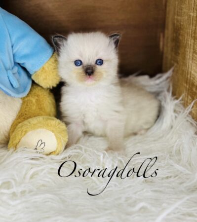 Ragdoll kitten