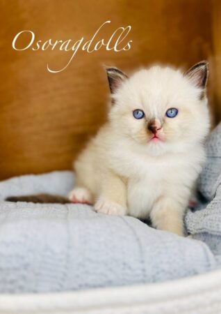 Ragdoll kitten