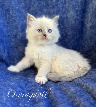 Ragdoll kitten