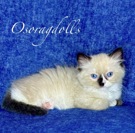 Ragdoll kitten for sale near me