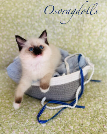 Ragdoll kitten