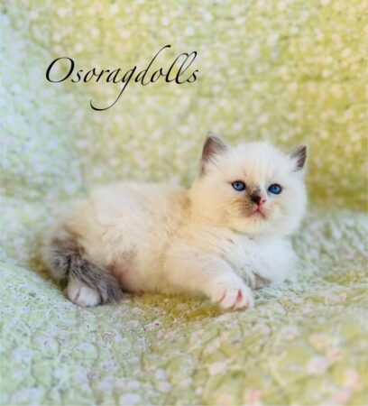 Ragdoll kitten