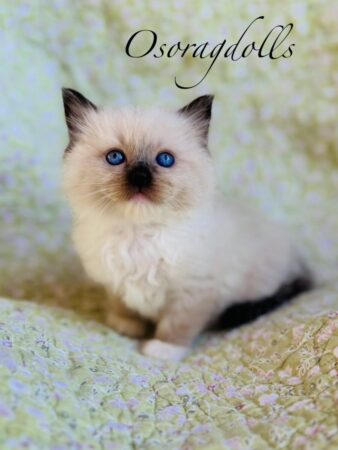 Ragdoll kitten