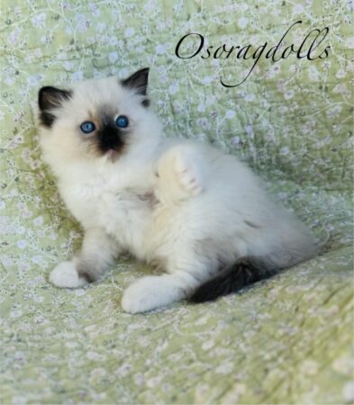 Ragdoll kitten