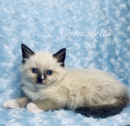 Ragdoll kitten