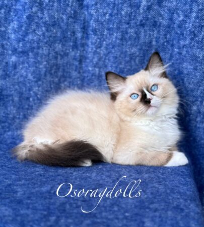 Ragdoll kitten