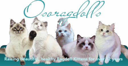 Oso ragdolls