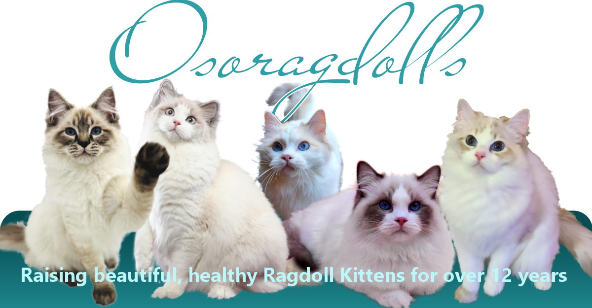 Osoragdolls