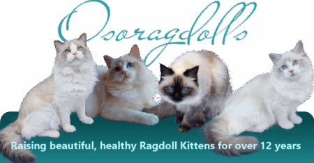 Oso Ragdolls