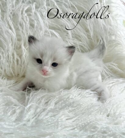 Ragdoll kitten