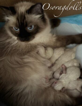 Ragdoll kitten