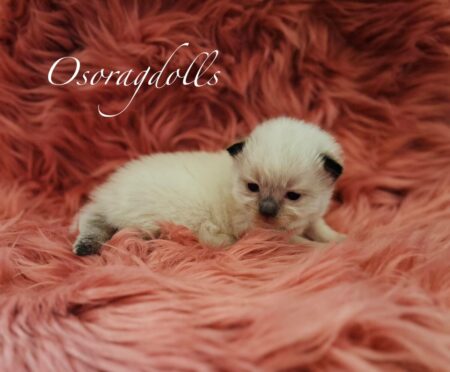Ragdoll Kitten Seal