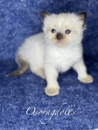 Ragdoll kitten