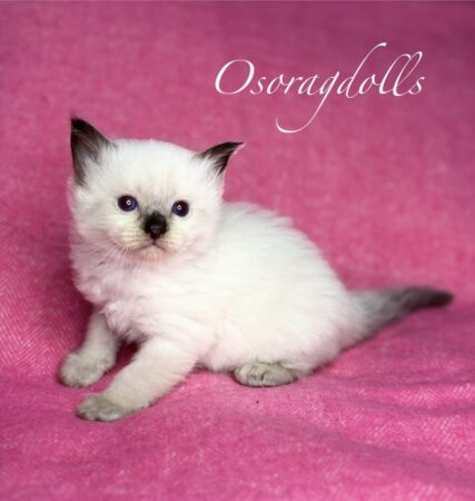 Ragdoll kitten