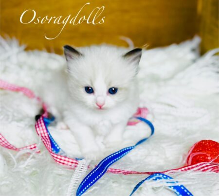 Ragdoll kitten