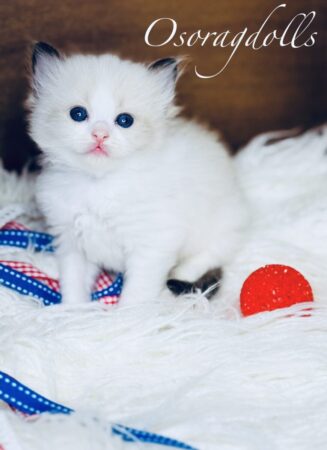 Ragdoll kitten